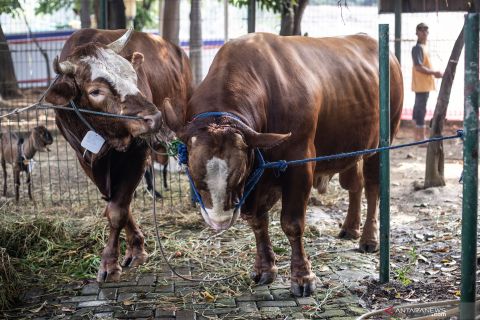 Hewan kurban Presiden dan Wapres