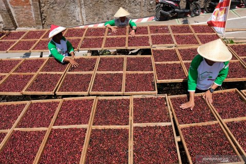 Syukuran panen kopi Bumi Phala