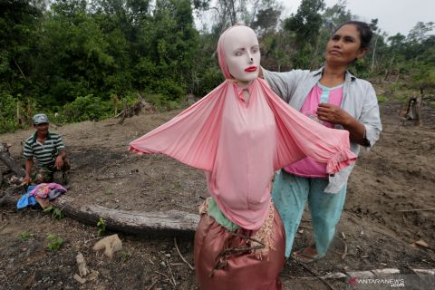 Antisipasi serangan hama