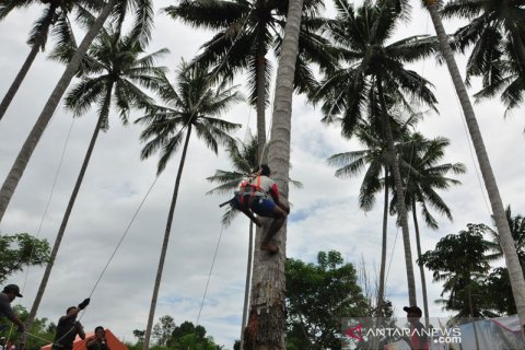 Lomba panjat kelapa tradisional di Parigi