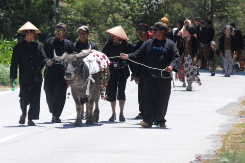 Kirab kerbau Merbabu Merapi