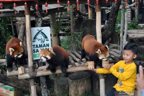 Wisata Istana Panda TSI