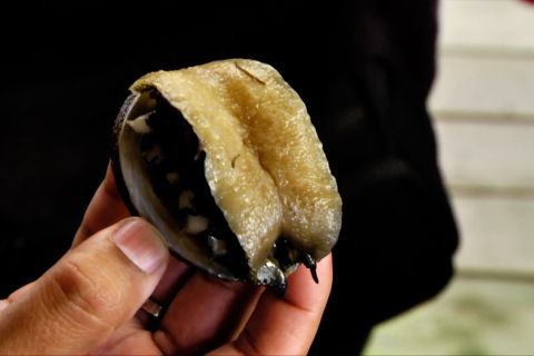 Yuk kenalan dengan Abalone, Si Kerang Mahal penurun kolesterol