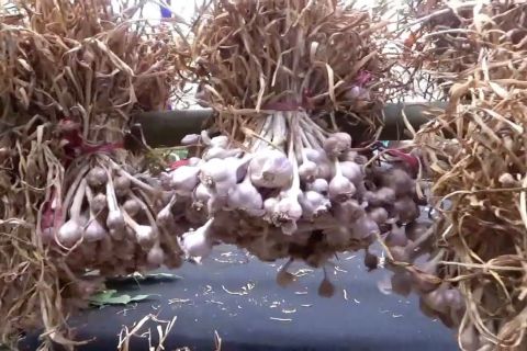 Jatim menuju swasembada bawang putih