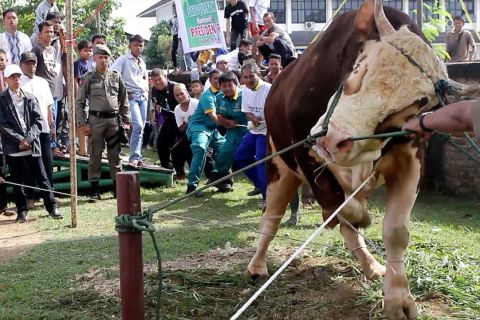 Sapi kurban 1,2 ton pemberian presiden disembelih