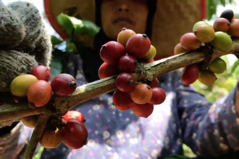 Kopi robusta Jember angkat perekonomian warga pegunungan