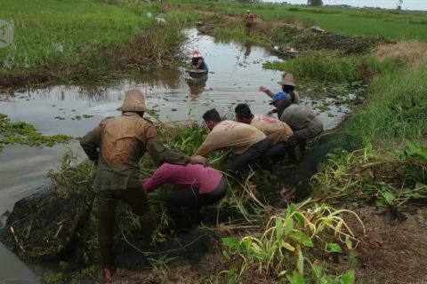 Menjaring ikan sebelum masa panen tiba