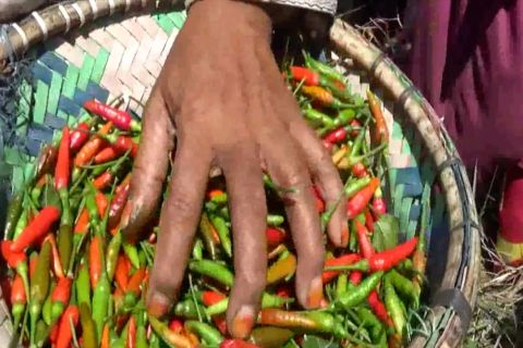 Mematenkan cabai Hiyung 17 kali lebih pedas