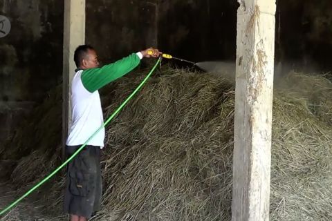 Fermentasi jerami solusi pakan sapi yang lebih bernutrisi