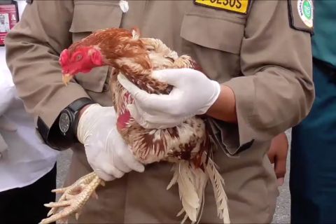 Penyelundupan puluhan ayam adu ilegal asal Thailand digagalkan