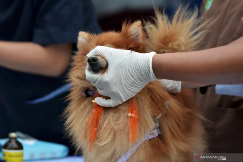 Vaksinasi rabies gratis