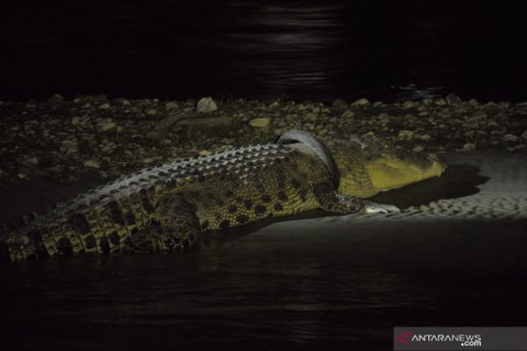 Penampakan buaya terjerat ban