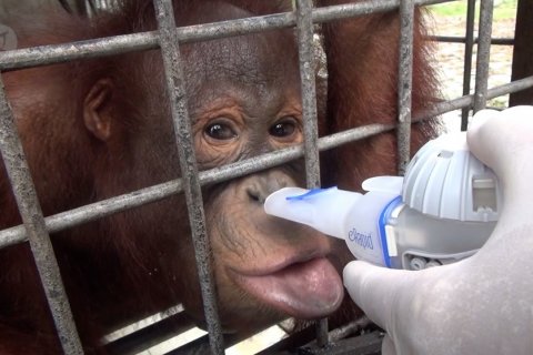 Puluhan orangutan Nyaru Menteng terinfeksi ISPA