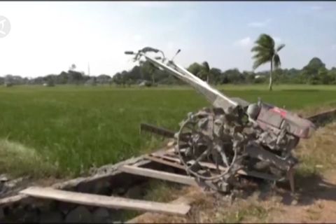 Ratusan hektar sawah di Babel dilanda puso