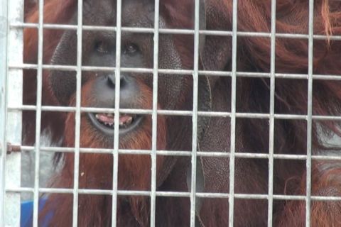 BNPB prioritaskan tangani karhutla kawasan konservasi Orangutan
