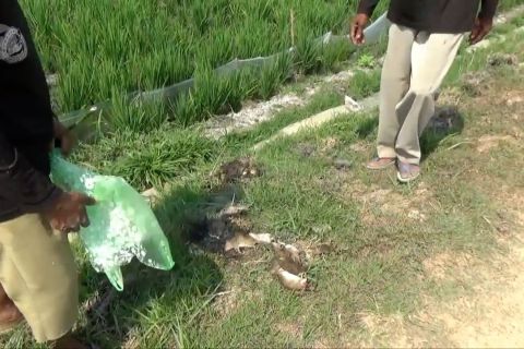 Petani gropyokan tikus lindungi tanaman padi