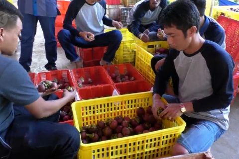 Program kapasitas petani manggis guna tingkatkan ekspor