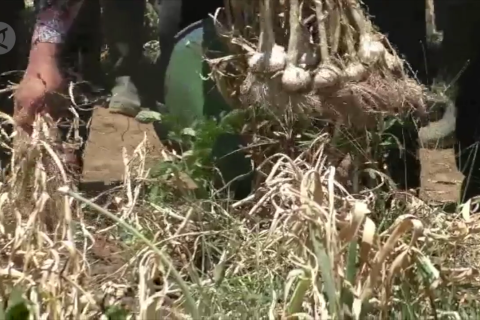 Upaya BI Malang tekan impor bawang putih & inflasi