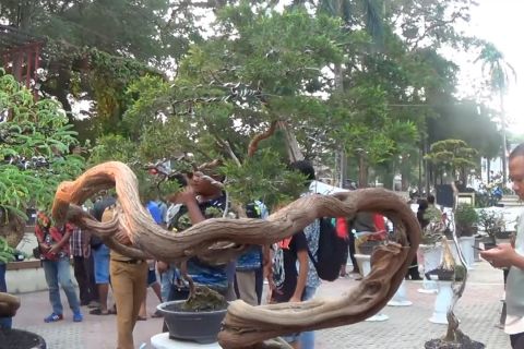 Pameran bonsai hiburan alternatif yang mengedukasi