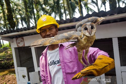 (FOTO) Burung Hantu Penjaga Kebun Kelapa Sawit