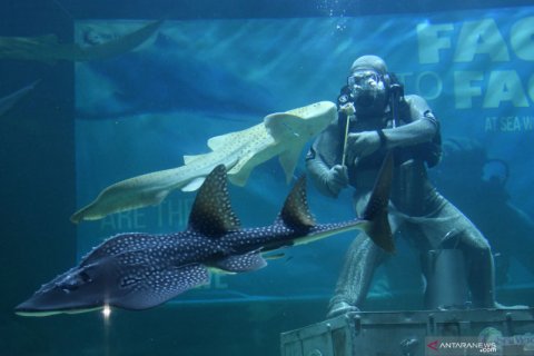 Pertunjukan perdana memberi makan ikan hiu tanpa alat pelindung