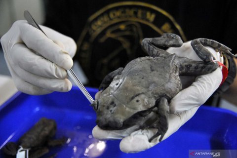 LIPI temukan spesies baru katak Kalimantan