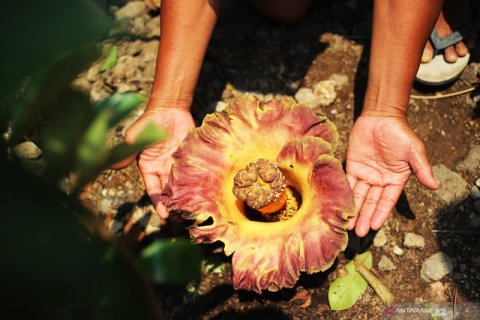 Bunga bangkai tumbuh di Tangerang