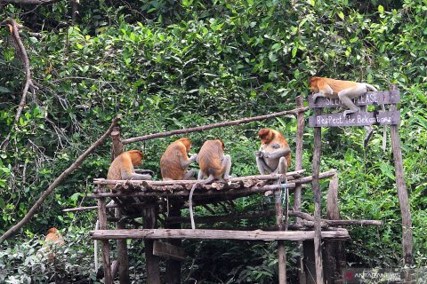 Populasi bekantan di Kalsel