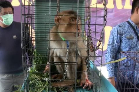 BKSDA dan Polda Jabar selamatkan 9 ekor satwa dilindungi