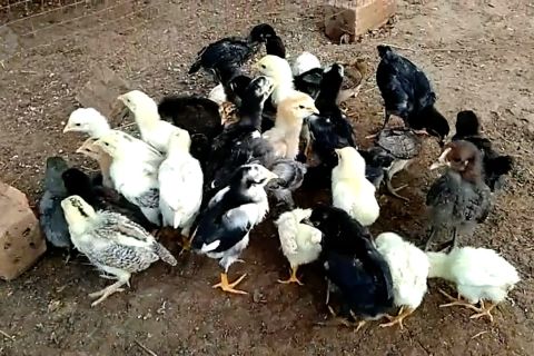 Pemkot Bandung akan bagikan anak ayam pada pelajar