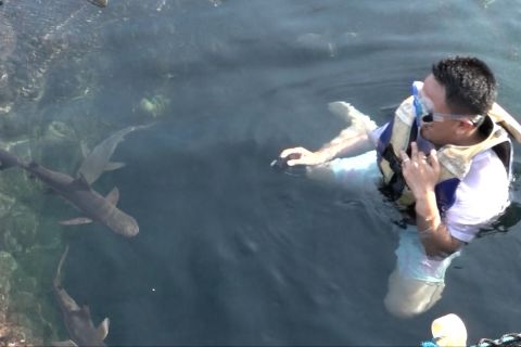 Serunya "Snorkeling" bersama hiu di Bangsring