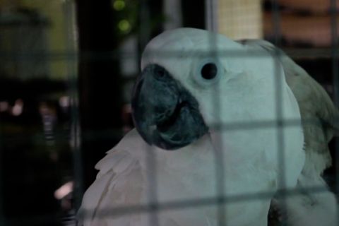 85 ekor burung langka diamankan