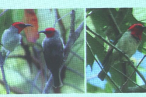 Myzomela Prawiradilagae, spesies burung baru asal Alor