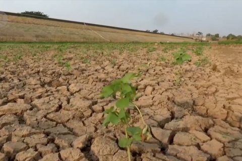 Warga Madiun tanam sayur di waduk kering