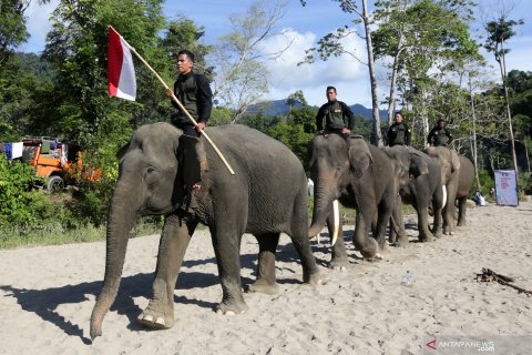 Hari Pahlawan bersama gajah