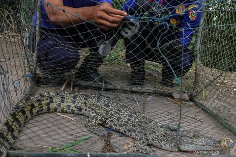 Evakuasi buaya muara terjerat perangkap ikan