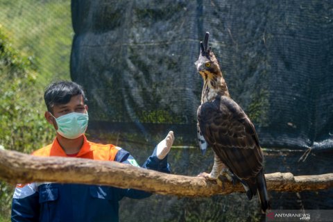 Pusat Konservesi Elang Kamojang