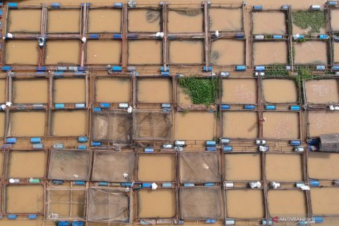 Budi daya ikan di Sungai Batanghari