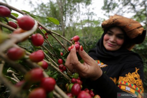 Festival panen kopi Gayo