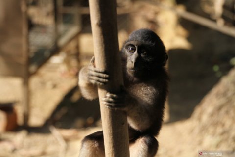Anak Kera Hitam Khas Sulawesi