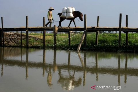 JASA ANGKUT GABAH MENGGUNAKAN KUDA