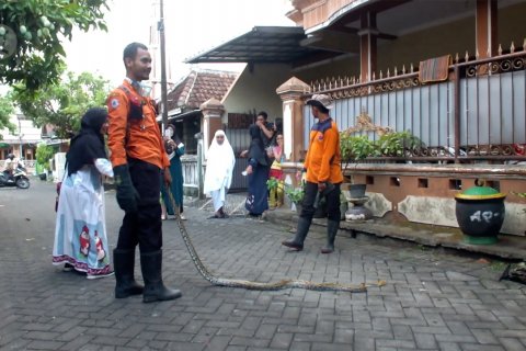 BPBD Jember sosialisasikan menyingkirkan ular tanpa membunuh