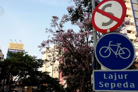 Warna-warni bunga tabebuya kembali bermekaran di Surabaya