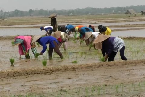 Pemkab Pandeglang dorong petani manfaatkan program asuransi tani