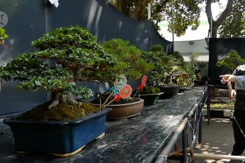 Dongkrak harga jual bonsai melalui kontes