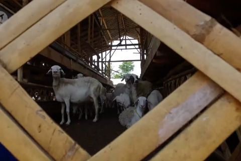 Peternakan kambing di Bondowoso beromzet ratusan juta rupiah