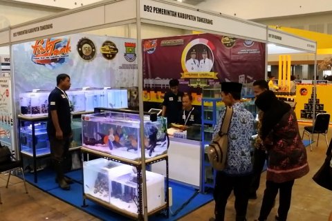 Nusatic 2019 ajang tampil pelaku budidaya ikan hias dari Tangerang