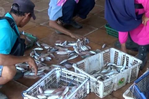 Stok berkurang, harga ikan di Pandeglang melambung
