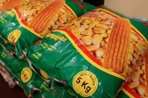 HKTI luncurkan produk benih jagung produksi NTB