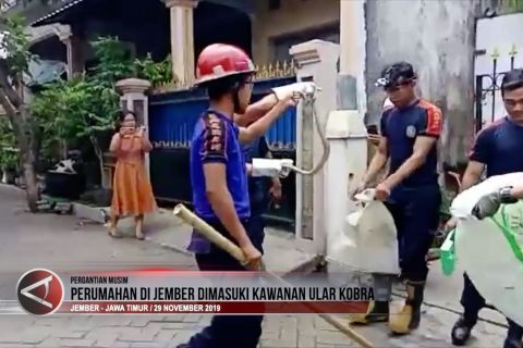 Perumahan di Jember dimasuki kawanan ular kobra